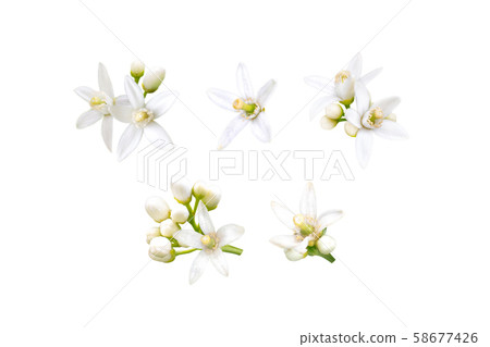 Neroli flowers set isolated on white 58677426