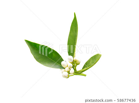 Orange tree neroli buds after spring rain isolated Orange tree neroli buds after spring rain isolated 58677436
