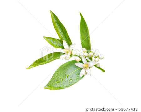 Neroli flowers isolated on white Neroli flowers isolated on white 58677438