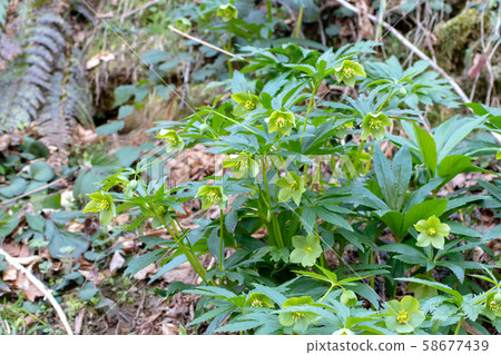 Helleborus viridis or green hellebore plant in the Helleborus viridis or green hellebore plant in the 58677439