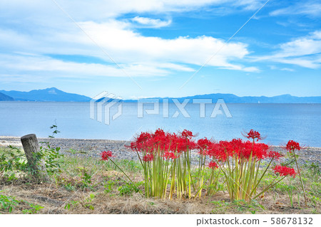 [奧丘湖群孤挺花]滋賀縣高島市今津町 58678132