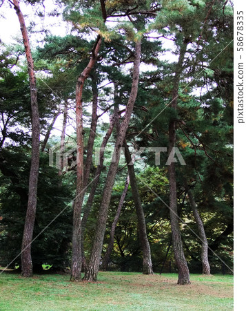 Pine tree, pine, nature, suwonseo, gyeongbuk 58678335