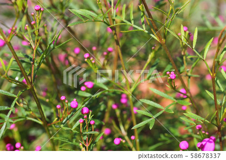 Boronia pinata flower buds Boronia pinata flower buds 58678337