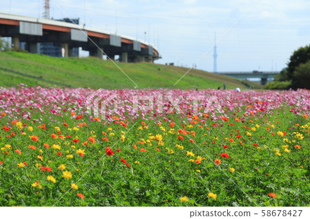 Cosmos field and Tokyo Sky Tree in full bloom in an urban agricultural park Cosmos field and Tokyo Sky Tree in full bloom in an urban agricultural park 58678427
