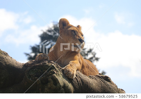 獅子 獅子 58679525