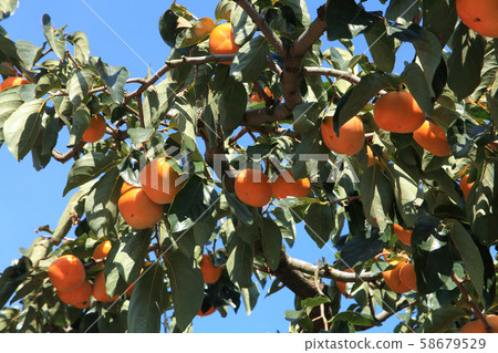 Okasaki Tree 58679529