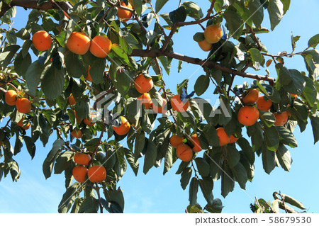 Okasaki Tree Okasaki Tree 58679530