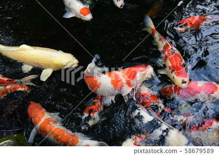 伊勢神宮鯉魚 58679589