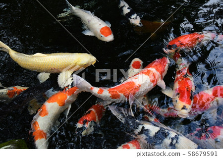 伊勢神宮鯉魚 58679591