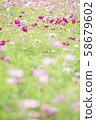  Cosmos field 58679602