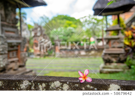Bali's World Heritage Taman Ayun Temple courtyard Bali's leading flower Frangipani Plumeria Bali's World Heritage Taman Ayun Temple courtyard Bali's leading flower Frangipani Plumeria 58679642