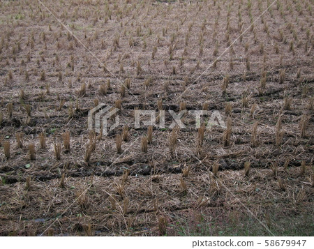 Rice field after harvesting 58679947