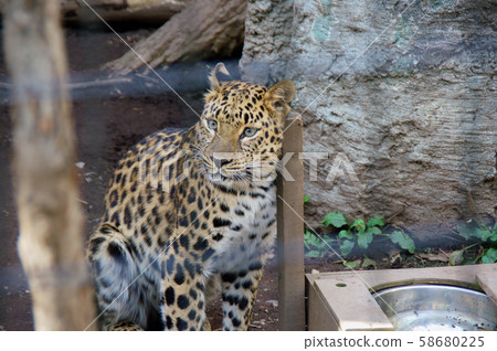 Asahiyama Zoo Amur Leopard Asahiyama Zoo Amur Leopard 58680225