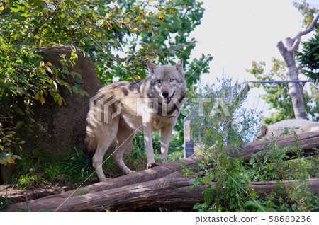 Asahiyama Zoo Shinrin Wolf Asahiyama Zoo Shinrin Wolf 58680236