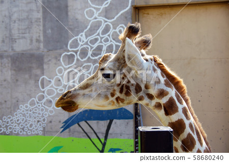 旭山動物園Amimekyrin 旭山動物園Amimekyrin 58680240