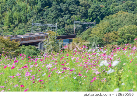 Cosmos blooming on the hill of Cosmos at Kobe general athletic park 58680596