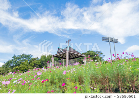 Cosmos blooming on the hill of Cosmos at Kobe general athletic park 58680601