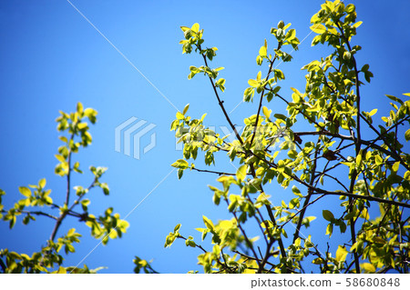 Young leaves of oak trees shining in the blue sky Young leaves of oak trees shining in the blue sky 58680848