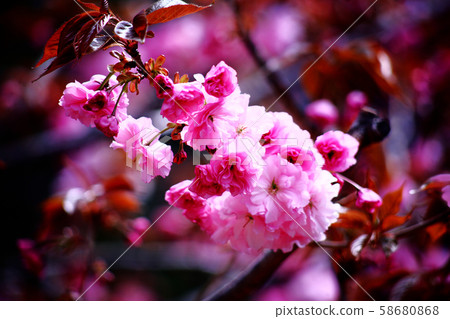 櫻花Sekiyama的花朵 櫻花Sekiyama的花朵 58680868
