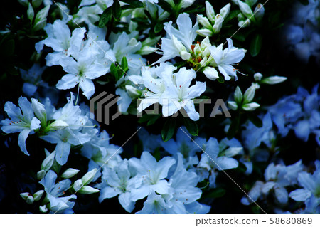 久留米杜鵑花白花 久留米杜鵑花白花 58680869