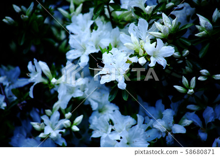 久留米杜鵑花白花 久留米杜鵑花白花 58680871