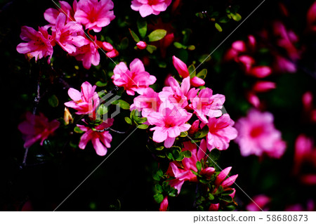 久留米杜鵑花猩紅色的花朵 久留米杜鵑花猩紅色的花朵 58680873