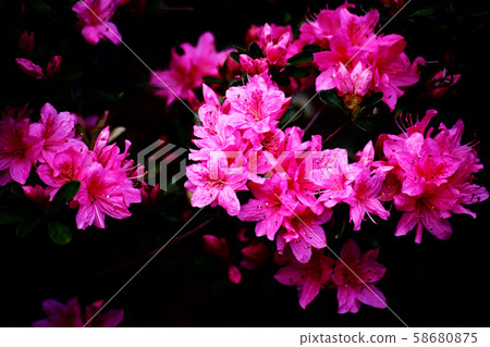 久留米杜鵑花猩紅色的花朵 久留米杜鵑花猩紅色的花朵 58680875