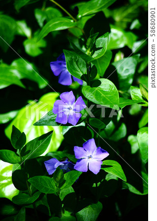 Turnishitis花 Turnishitis花 58680901