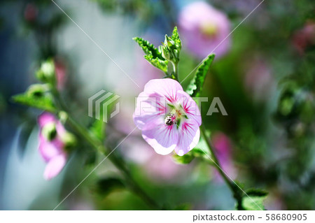 Anisodontea花 Anisodontea花 58680905