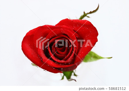 紅玫瑰 58681512