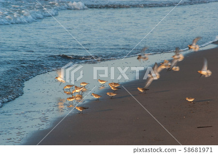 本年 本年 58681971