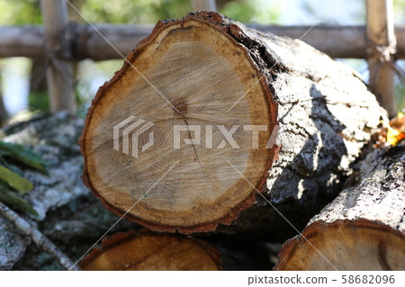 Quercus sliced surface 58682096