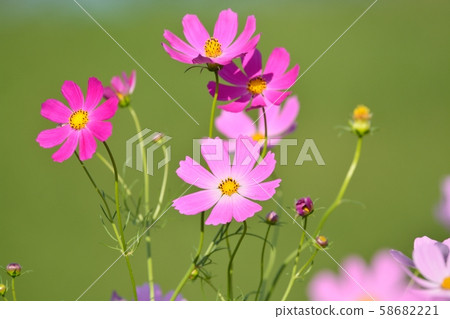 波斯菊盛開 58682221