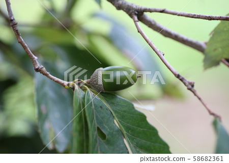 藍櫟橡子 藍櫟橡子 58682361