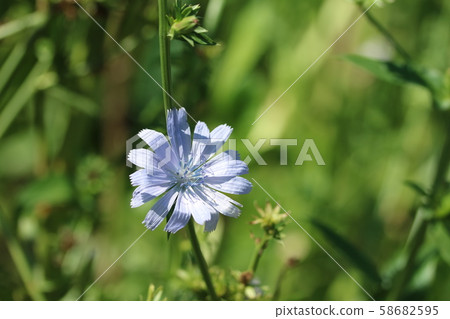 菊苣(又名;菊花苦瓜) 菊苣(又名;菊花苦瓜) 58682595