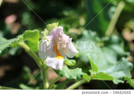 Horned sesame flower Horned sesame flower 58682688