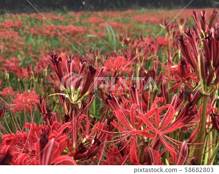 Higankibana 01 58682803