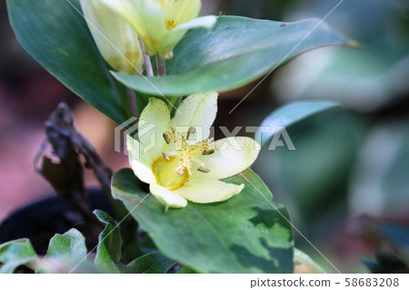 黃花甘草 黃花甘草 58683208
