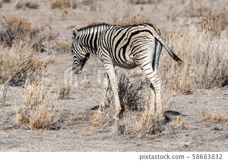 Burchell zebra -Equus quagga burchelli- Grazing on the plains of Etosha 58683832