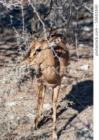 An impala hiding behind the bushes An impala hiding behind the bushes 58683840