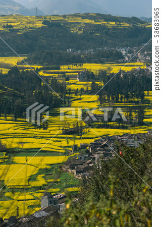 Small villages with Rapeseed flowers at Snail farm Luositian Field in Luoping County, China 58683965