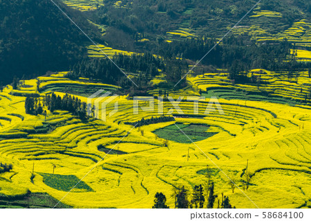Rapeseed flowers at Snail farm Luositian Field in Luoping County, China Rapeseed flowers at Snail farm Luositian Field in Luoping County, China 58684100