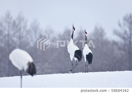 Japanese cranes (Tsurui, Hokkaido) singing at a feeding ground where it snows 58684162
