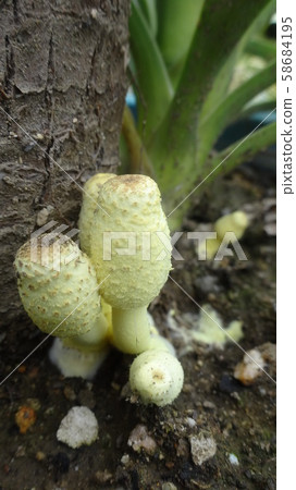 黃芩 黃芩 58684195