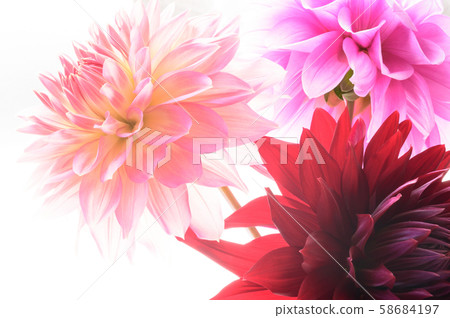 Dahlia white background 58684197
