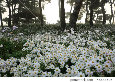 孤島町避天,秋天的花園 孤島町避天,秋天的花園 58684396