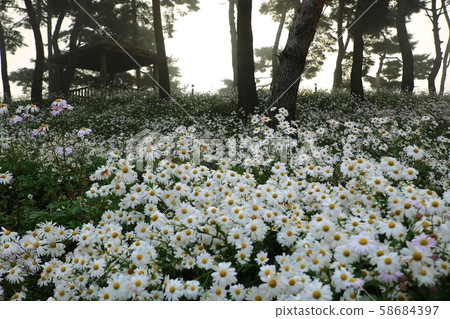 孤島町避天,秋天的花園 孤島町避天,秋天的花園 58684397
