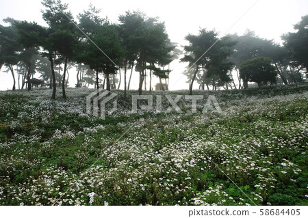 孤島町避天,秋天的花園 孤島町避天,秋天的花園 58684405