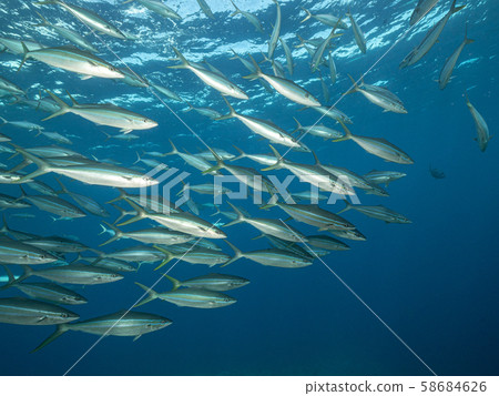 Flock of Zumbri 58684626