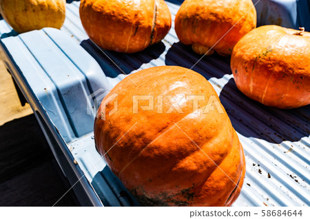 Giant Pumpkin Giant Pumpkin 58684644